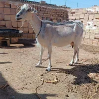 بز سانن و الپاین چهارقلو زا