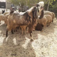 ساورین در جه یک مال داشت|حیوانات مزرعه|سرپل ذهاب, |دیوار