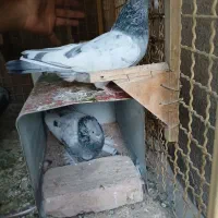 کبوتر سینه سبز|پرنده|شیراز, تحویلی|دیوار