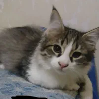 واگذاری گربه