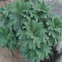 فروش زمین سه راه خیراندیش|فروش دفتر صنعتی، کشاورزی، تجاری|بوشهر, |دیوار