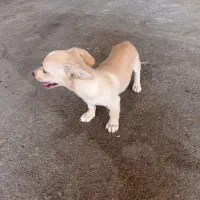 داشهوند آمریکایی