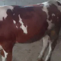 گاو