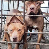 فوری فوری فورش ماده پیتبول فعل آماده جفت خوردن