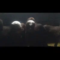 شیشک قوچ درجه یک .گوسفند.میش .بره|حیوانات مزرعه|زند, |دیوار