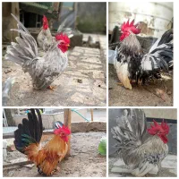 فروش ویژه خروس جاپنیز جوان