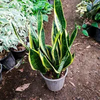 گل و گیاه|گل و گیاه طبیعی|شیرود, |دیوار