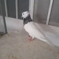 کبوتر طوقی نر