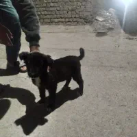 سگ باهوش نر عادتی هست|سگ|مشهد, همت آباد|دیوار