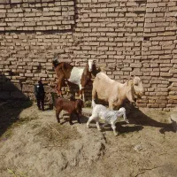 بز بیگ|حیوانات مزرعه|دزفول, |دیوار