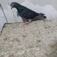 مسافتی موقیعت اردبیل