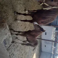 مادیان و کره اسب