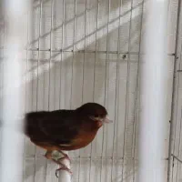 قناری ماده شتری سرخ آماده|پرنده|تربت‌حیدریه, منصوریه|دیوار