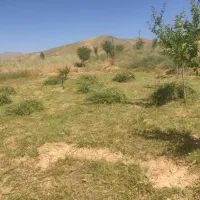 علوفه چیده شده آماده