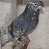 کبوترپرشی|پرنده|ری, فیروزآباد|دیوار