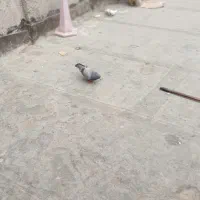 سبز ماده ذات دار
