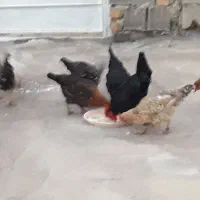 تعدادی مرغ جوان