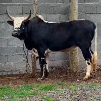 2 راس گاو .. ورزا کوله چالوسی