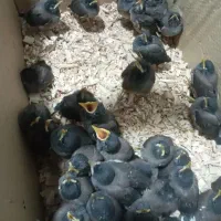 جوجه مرغ مینا افغان