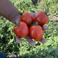 بذر گوجه فامور قیمت مناسب|حراج|میناب, |دیوار