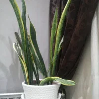 مغازه-تجاری-دائم-45-متری