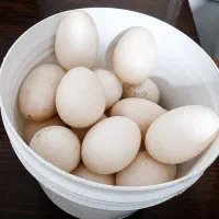 تخم اردک محلی و اسرائیلی