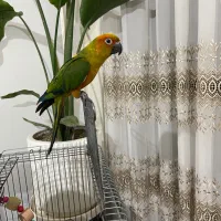 طوطی خورشیدی گم شده