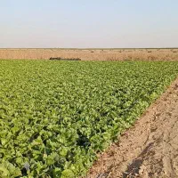 اجاره ۴۰ هکتار زمین کشاورزی برای کاشت کلم