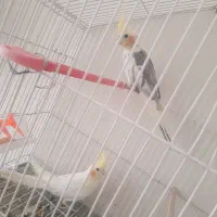 عروس هلندی لوتینو