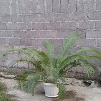 گل طبیعی