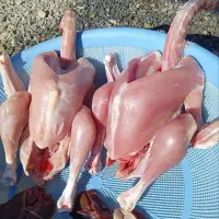 بوقلمون زنده|حیوانات مزرعه|بیرجند, |دیوار