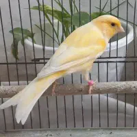 قناری نر پرتقالی عروسک قرص قرص بخون شلاقی