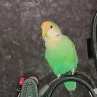 گم شده|حیوانات|رشت, کوی مهر|دیوار