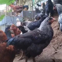 فروش جوجه سه ماهه گلپایگان واکسناسیون شده سالم|حیوانات مزرعه|رانکوه, |دیوار