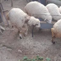 ده عدد بره و ده عدد بز|حیوانات مزرعه|گیلان غرب, |دیوار