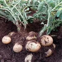 سیب زمینی بذری