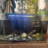 آکواریوم با تمام تجهیزات و یک ماهی لجن خوار