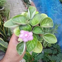 گلهای آپارتمانی قیمت مناسب خونگی