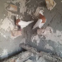 کبوتر طوقی زرد
