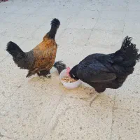 مرغ جهادی و سلطان