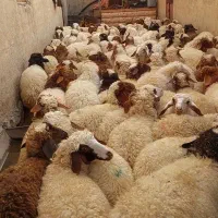 ۹۶راس بره صادراتی