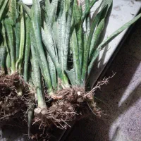 گل سانسوریا