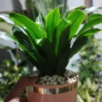 برنامه میلی