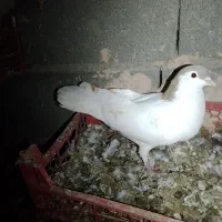 شش تا سده دوتا طوق