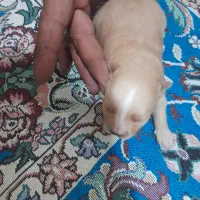 سگ پایمر روباهی|سگ|رفسنجان, |دیوار