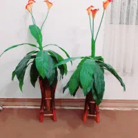 ست بوفه و کمد لباس و جاکفشی|جاکفشی، کمد، دراور|زاهدان, |دیوار