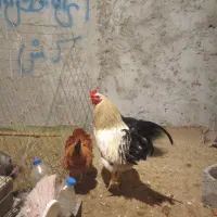 خروس محلی|حیوانات مزرعه|نوشهر, |دیوار