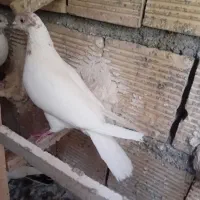 غریب گیری وقفس فروشی|پرنده|کوهدشت, |دیوار