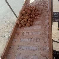 تخته میوه فروشی