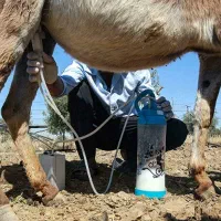 شیرخر بسیار سالم و مقوی درمان انواع بیماری ها